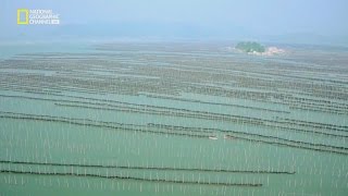 Xiapu, Fujian - seaweed farms 福建霞浦