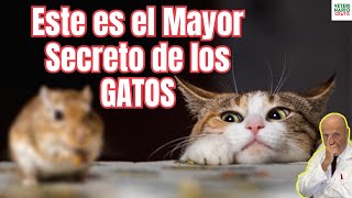 😱 ESTE ES EL MAYOR SECRETO DE LOS GATOS 😱