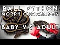 Ball Python Morph Comparison (Baby and Adult Versions)