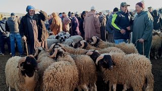 مباشرة من إثنين الحاجب 17/2/2025 أثمنة الخروف البرݣي والحولي والنعجة وخروفة النبات ماعز فرجة ممتعة