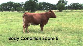 Ron Gill - Market Cow Management - Body Condition Scoring 1 - 9