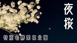 夜桜【春のライトアップ】特別名勝栗林公園