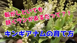 【キンギアナムの育て方】手間いらずのランとは言え、知っておきたい「置き場所＆水やり」の事