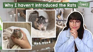 Why I haven't introduced my Rats...yet | VLOG