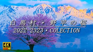 野平の桜 北アルプスを背景に咲く 2022-2023 コレクション 白馬村 白馬岳 4K 自然映像