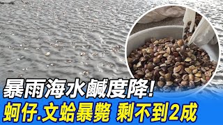 【每日必看】暴雨海水鹹度降! 蚵仔.文蛤暴斃 剩不到2成@中天新聞CtiNews 20210815