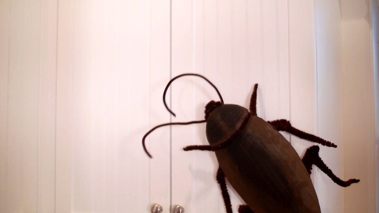 GIANT COCKROACH! - YouTube