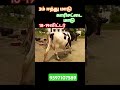 அதிக கரவைத்திரனில் hf சினை மாடு விற்பனைக்கு வந்ததுள்ளது jersycow cow jallikattu cowfarm dairyfarm