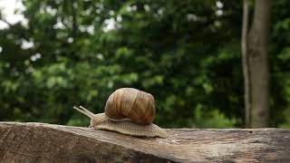 Cette vidéo vous est proposée par Hortus Focus, le Vivant d'abord