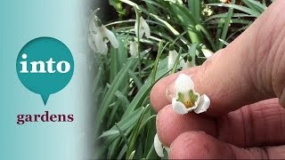 Dividing snowdrops in the green.