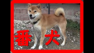 【柴犬】なたろう番犬　ｗａｔｃｈｄｏｇ