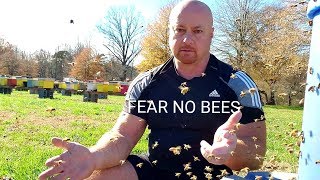 Fear Of Bees ? Honeybees Yellowjackets Wasps This Will Help