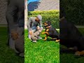 gta 5 dogs teach us love in its purest form part 7_coffin dance song cover