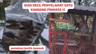 PENYEBARAN BIBIT IKAN UNTUK MELINDUNGI ANABUL DI KANDANG‼️