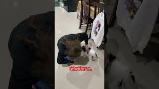 เมื่อนานๆยายกลับมาเยี่ยมที ทักเล็บเป็น..ไปซะแล้ว #dog #funny #shorts