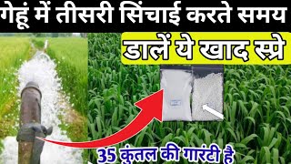 गेहूं में दूसरी सिंचाई के समय डालें ये खाद स्प्रे 35 कुंतल की है गारंटी | Gehu me dusri khad gehun