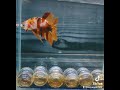 【返金保証】 動画 オス ベタ b7626 タイ産 熱帯魚 プラカット ブラック ホワイト オレンジ レッド