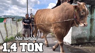 SAPI RAKSASA HADRA, Amunisi tersembunyi KULON SGM, mirip WARISO ?!🔥