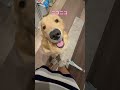 一生懸命考えるコロッケ ゴールデンレトリバー goldenretrieverpuppy ゴールデンレトリーバーgolden ゴールデンレトリバー 癒し