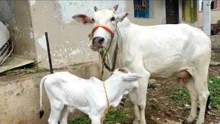 ఒంగోలు ఆవు+ఒంగోలు కోడె దూడ అమ్మకానికి | cow for sale | Ongole cow | cow videos | desi cow |cow price