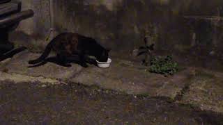 2024-08-05 長安里玳瑁貓流浪的日子 The days when a tortoiseshell cat wandered in Chang'an