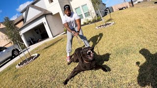 Testing Cane Corso Defense Drives & Willingness To Face Threat | Aza
