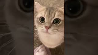 Maw Maw cute cat Funny video 😂