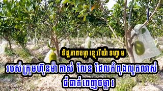 ទិដ្ឋភាពចម្ការខ្នុររីយ៉ាទហ្វាម របស់ក្រុមហ៊ុនម៉ាកាស់ លែន ដែលកំពុងលូតលាស់ ធំធាត់ពេញចម្ការ