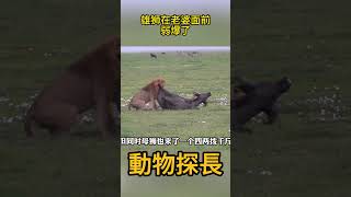 雄狮在老婆面前弱爆了 #動物世界 #獅子