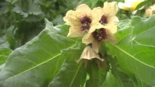 Poisonous Plants 1-2-1 - Hyoscyamus niger, black henbane