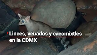 La bella fauna de la CDMX | La CDMX alberga algunas especies de animales ¿Ya los conocías?