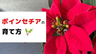 【簡単にわかる！】ポインセチアの育て方とポイント！葉が落ちる・枯れるのはなぜ？