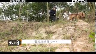 天网 《天网》 20130930 警犬总动员（一）