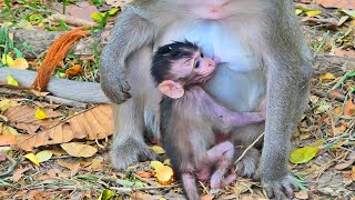 Very lovely new baby monkey getting fresh milk from mom looking so good healthy