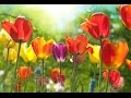 Peaceful Music, Relaxing Music, Instrumental Music, 