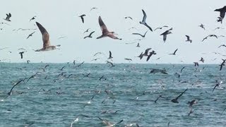 野鳥撮影・ オオミズナギドリ　Streaked Shearwater