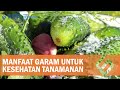 Banyak yang Gak Tahu, Garam Ternyata Punya Efek Ini Jika Ditabur pada Tanaman, Bikin Melongo