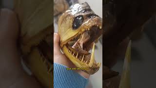 O PEIXE CACHORRO TEM DENTES ENORMES!