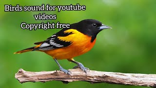 Bird Sound | Birds Chirping Copyright Free | Morning Birds Sound for youtube Videos | Download free