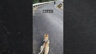 待てる犬です! #shorts