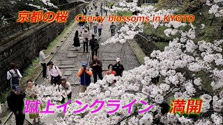 【京都の桜】蹴上インクラインの桜並木　満開（2024年4月6日　京都市左京区）　Keage Incline cherry blossom trees in full bloom