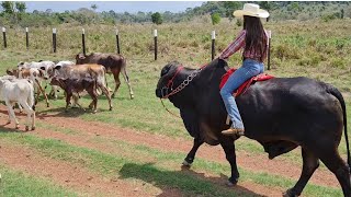 APARTANDO AS VACAS DE LEITE MONTADA BOI LUAN !🤠