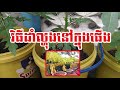 របៀបដាំល្ហុង how to grow papaya