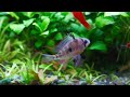 bolivian ram. peaceful aggressive defensive aquarium plantedtank fish plantedaquarium