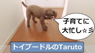 子育てに大忙し!?　1階と2階を行き来する!!　トイプードルのTaruto