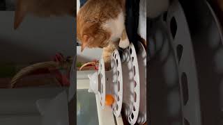 ボールのおもちゃで遊ぶ猫🐈 #猫 #猫のいる暮らし #猫動画