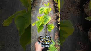 무늬산딸 레인보우 Cornus florida Rainbow