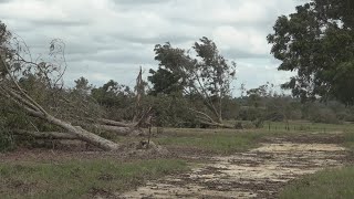 Georgia pecan growers working to assess crop loss after Hurricane Helene damage