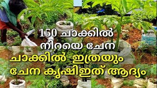 വെളളക്കെട്ടിൽ 150 ചാക്കിൽ ചേന കൃഷി വേറിട്ട പരീക്ഷണം