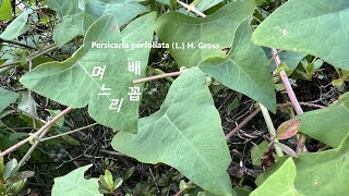 며느리배꼽 Persicaria perfoliata いしみかわ 참가시덩굴여뀌 강판귀扛板歸 야생화를 찾아서(442) in search of wildflowers 남선공원